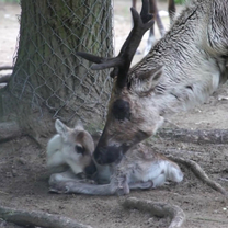 Young reindeers 